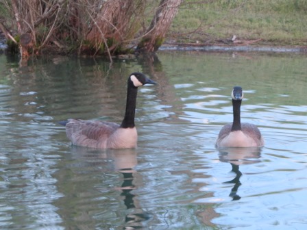 Geese